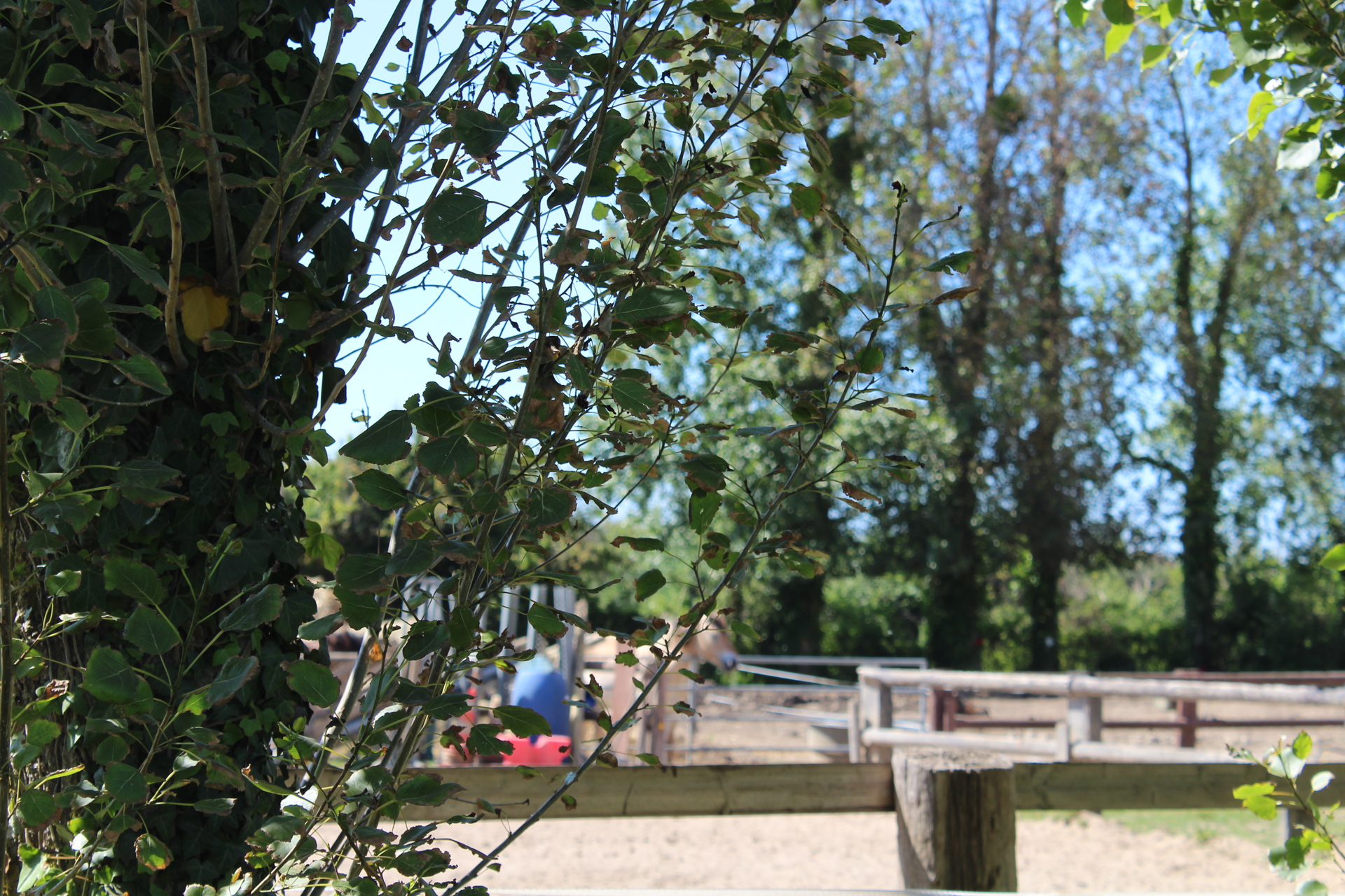 Poney club de Ver sur Mer
